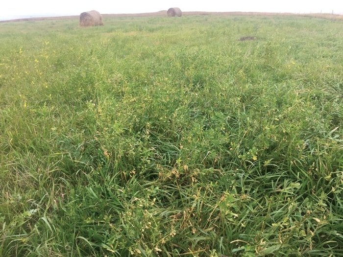Horse Diet- Legume Grass
