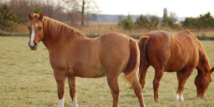 Horse are in Grazing