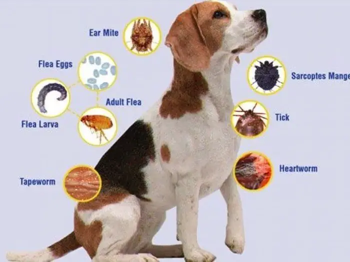 Internal Parasites of Dog