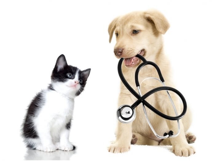 Lovely Healthy Pets