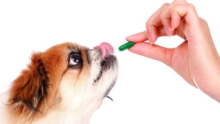 Nursing Dog- Giving Drugs