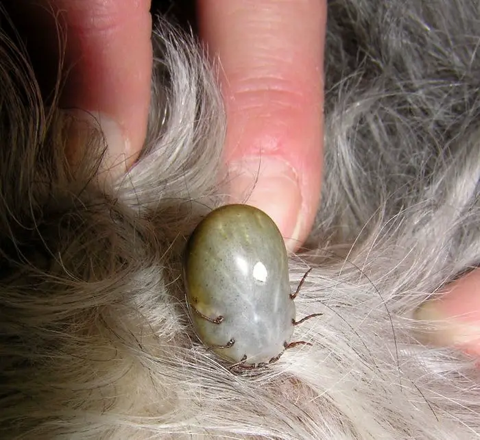 Pets External Parasites