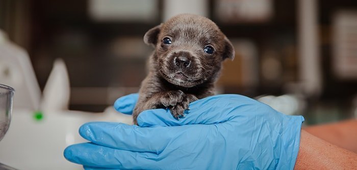 Puppy Beddings