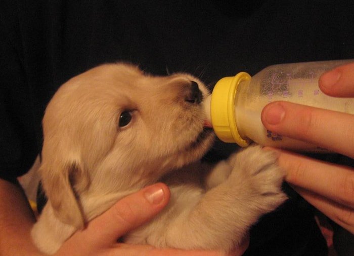 Puppy Care- Feeding Orphan Puppy