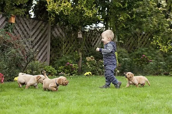 Puppy Care- Socialization