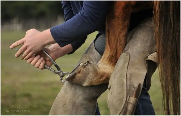 Removal of Horse Shoe