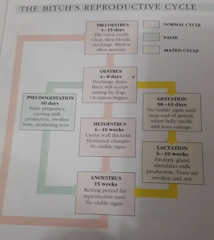 Reproductive Cycle of Dog