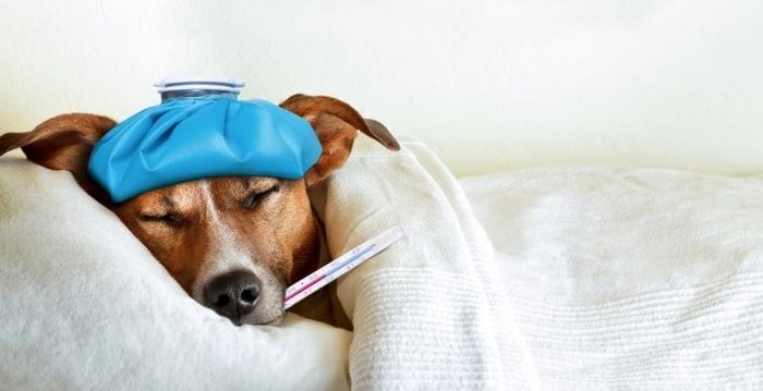 Sick Dog Nursing