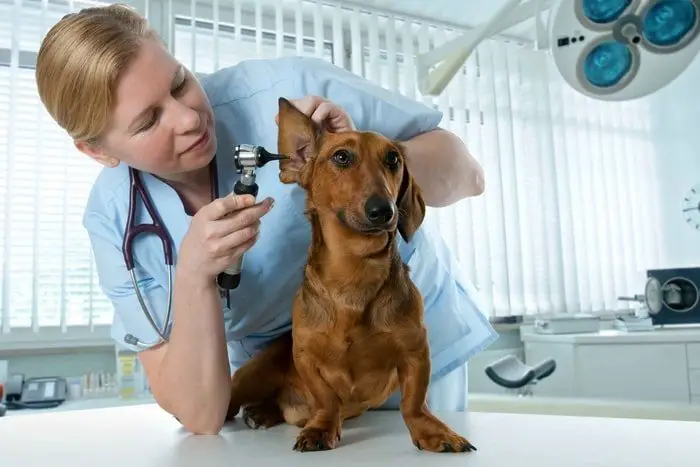 Treatment of Ears