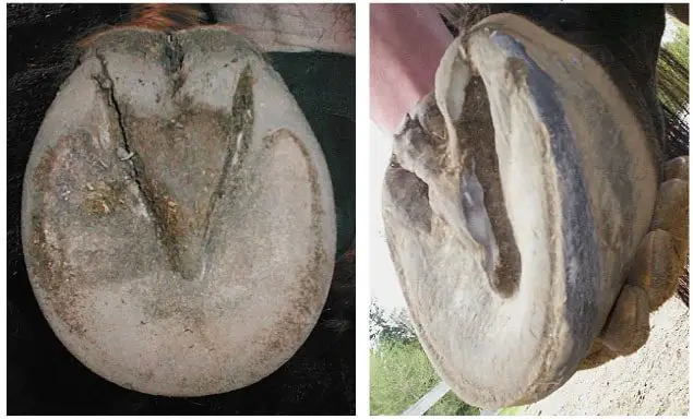 Untrimmed Horse Hoof