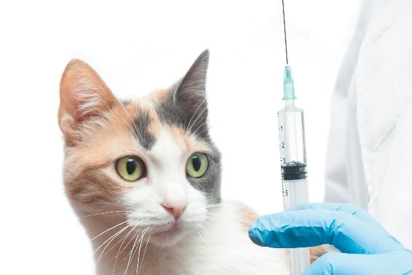Vaccine and Cats
