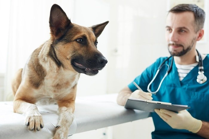 Vet Examination