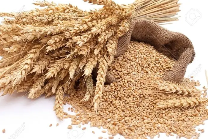 Wheat- Important Part of Horse Ration