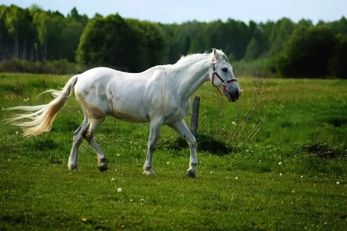 A Healthy Horse