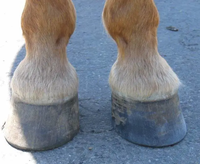 horse_hooves