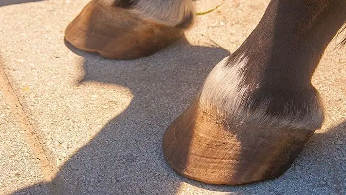 trimmed_hoof