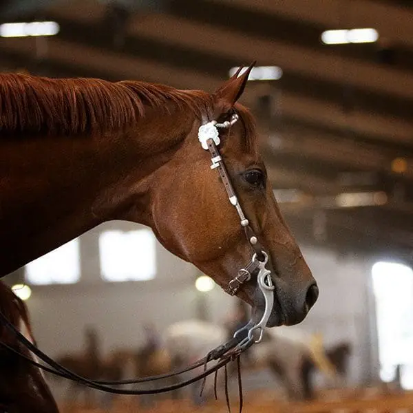 Artificial Lighting for Horse