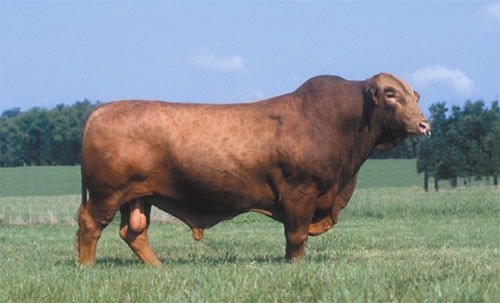 Beef Cattle Breeds- Brangus