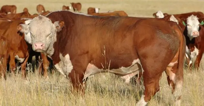 Beef Cattle Breeds