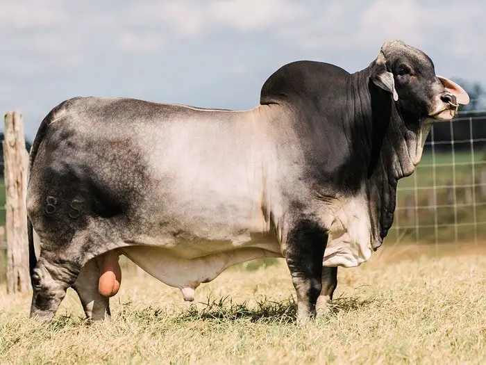 Brahman Cattle