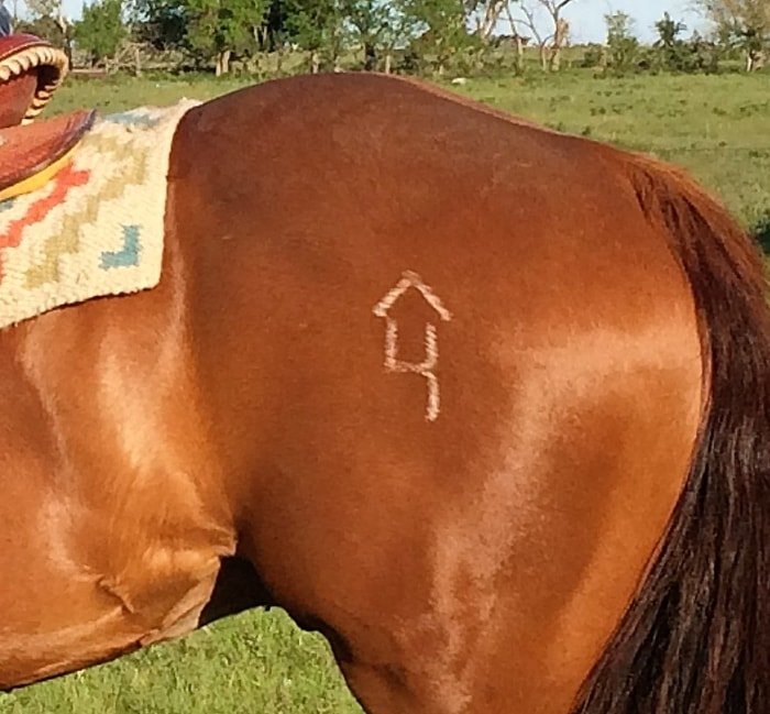 Branded Horse