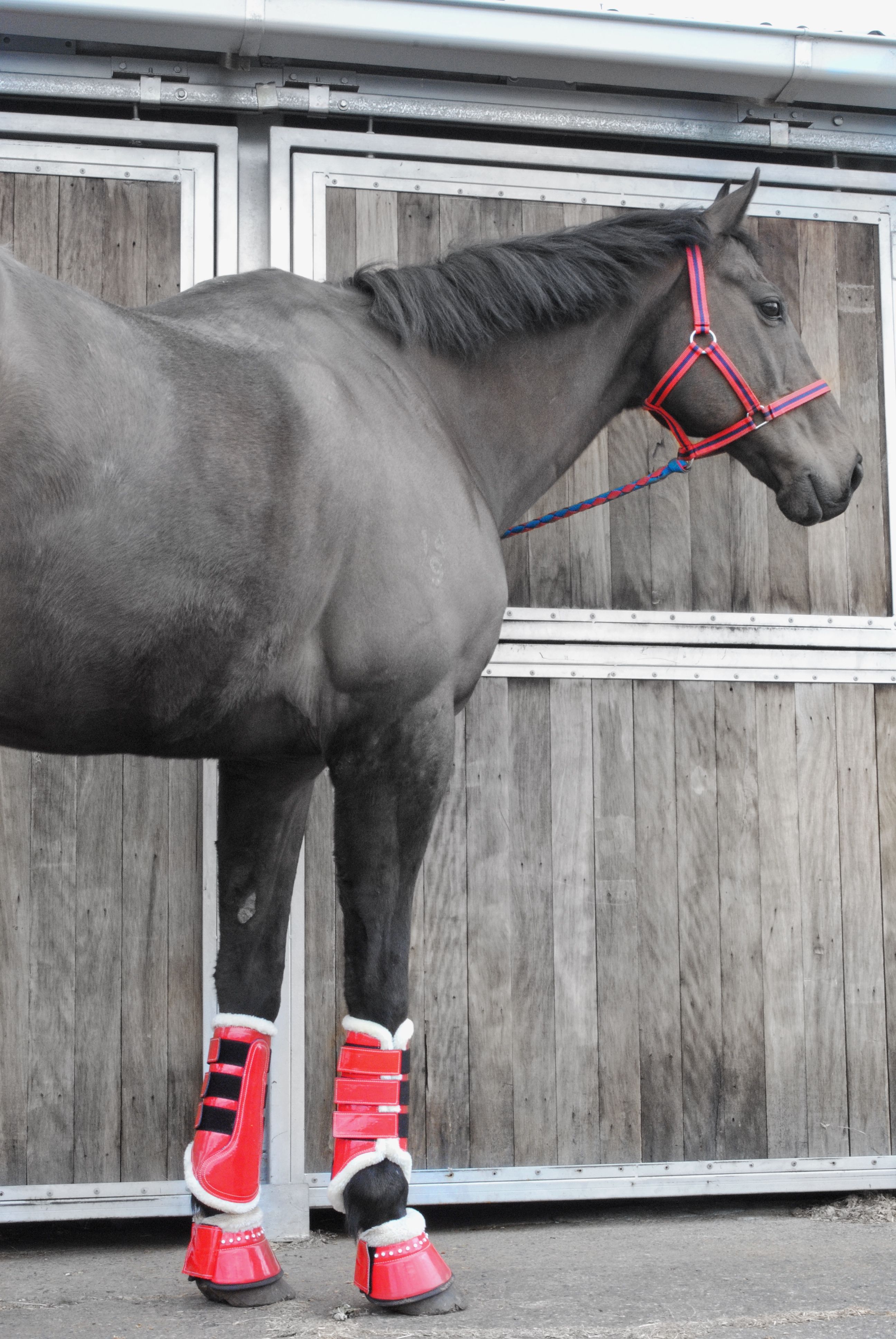 Brushing Injury in Horse Feet