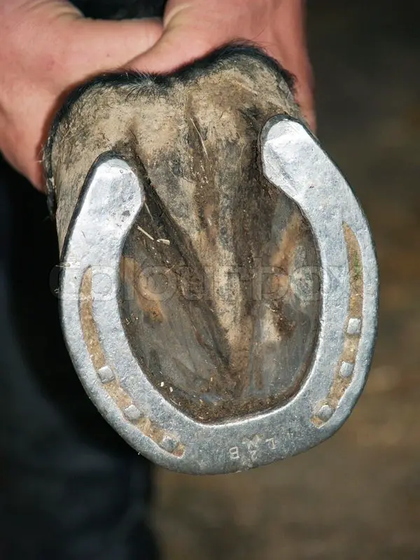 Checking Horseshoe- Above the Ground
