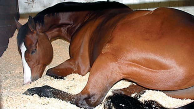 Diarrhea in Horse- Colic