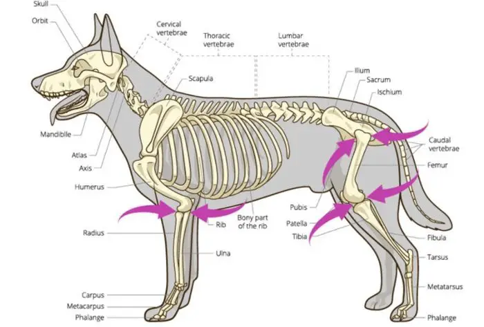 Dog Anatomy