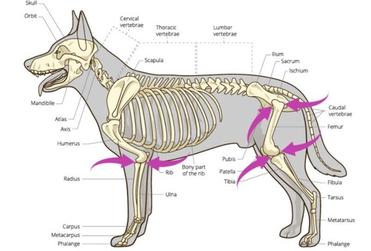 20 Most Essential Dog Information for New Dog Owner 20 Most Essential Dog Information for New Dog Owner