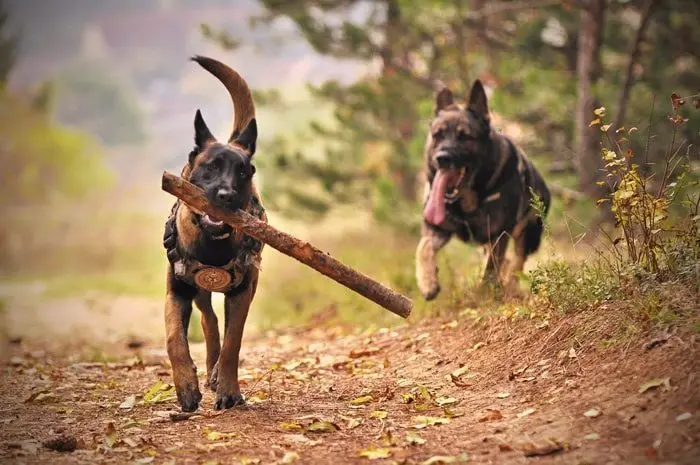 Dog Bad Behavior