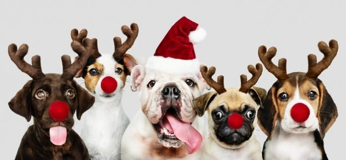 Dog Behavior