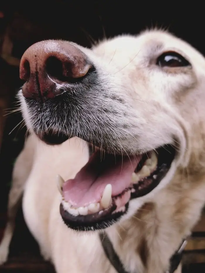 Dog Behavior- Biting to Other Dogs