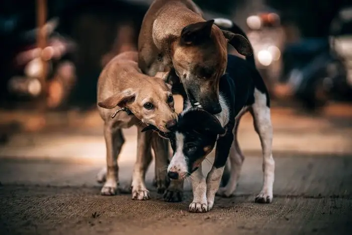 Dog Behavior to Other Dogs