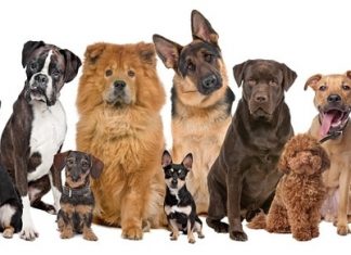 Dog Breeds Prone to Health Issues