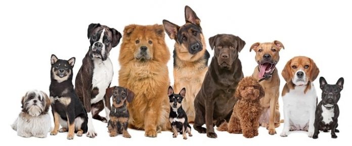 Dog Breeds Prone to Health Issues
