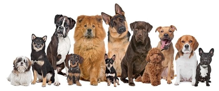 Dog Breeds