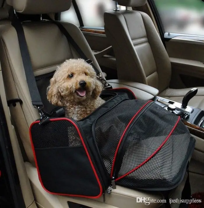 Dog Care During Travel