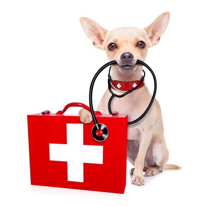 Dog First Aid