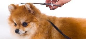 Dog Grooming