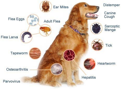 Dog Parasite Control