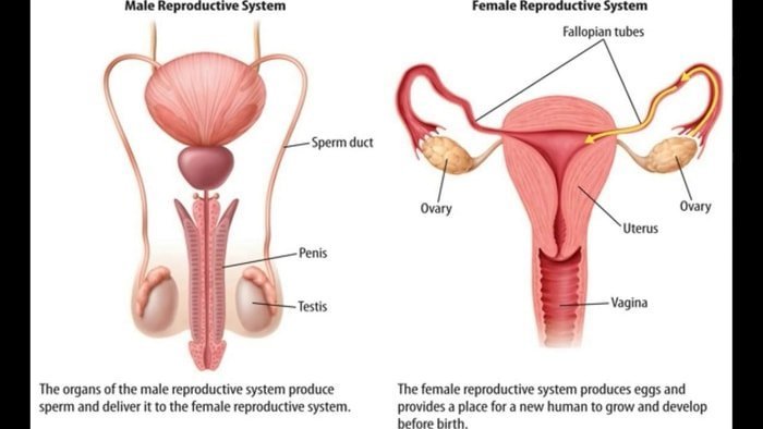 Dog Reproductive System