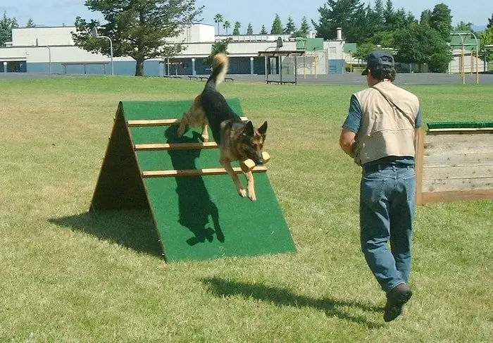 Dog Training