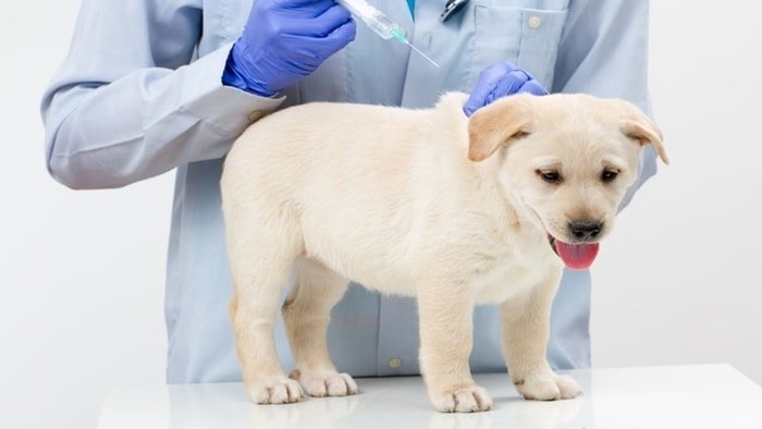 Dog Vaccination