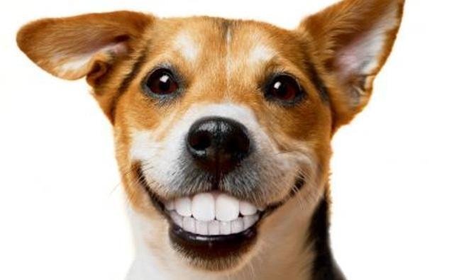 Dog Dental Care