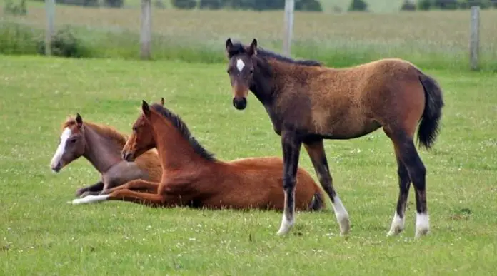Healthy Foal