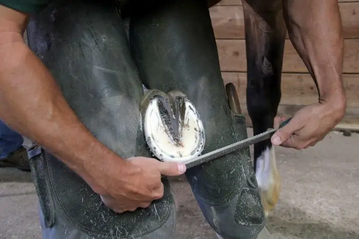 Hoof Trimming
