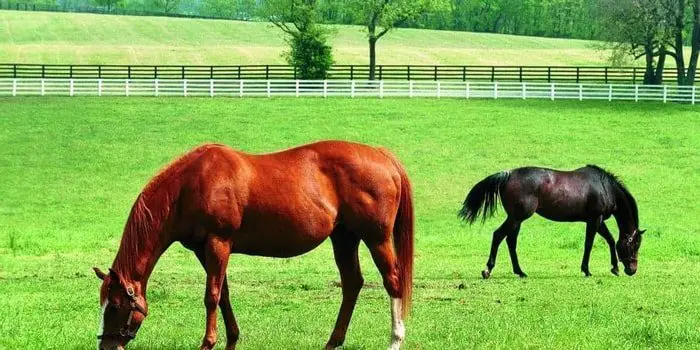 Hormone Therapy for Horse