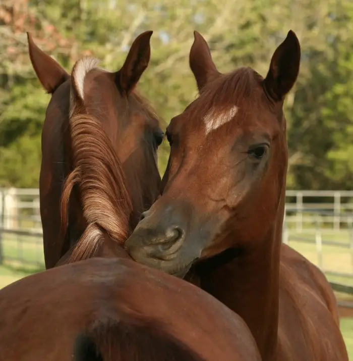 Horse Behavior