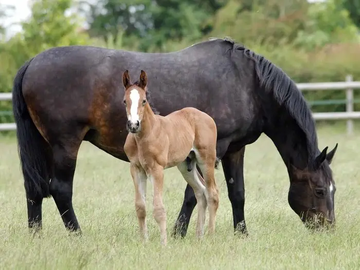 Horse Breeding